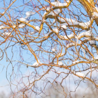 Salix babylonica ‘Tortuosa’ 25x