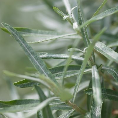 Salix elaeagnos ‘Angustifolia’ 25x