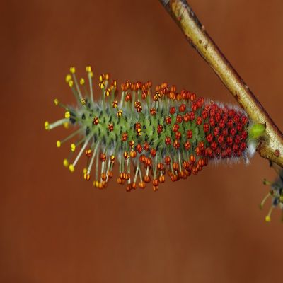 Salix purpurea ‘Nana’ 25x