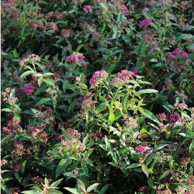 Spiraea japonica ‘Anthony Waterer’ 25x