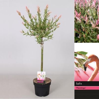 Salix integra ‘Flamingo’®