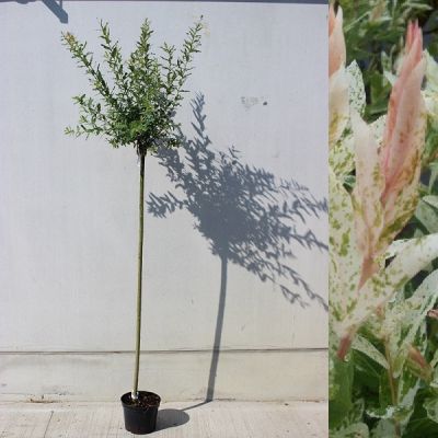 Salix integra ‘Hakuro Nishiki’