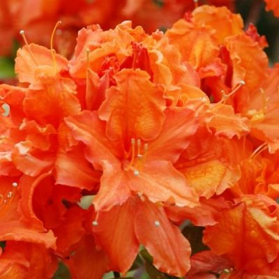 Azalea japonica 'Oranje' 