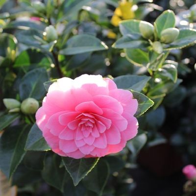 Camellia japonica 'Roze'