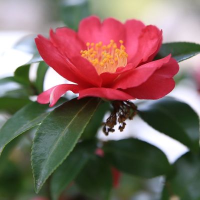 Camellia sasanqua 'Rood'