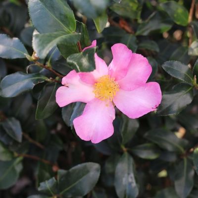 Camellia sasanqua 'Roze'