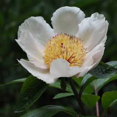 Camellia sasanqua 'Wit'