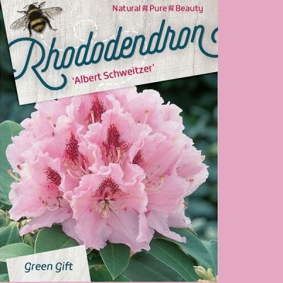Rhododendron 'Dr. Albert Schweitzer'