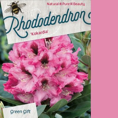 Rhododendron 'Kokordia'