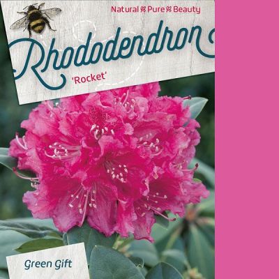 Rhododendron 'Rocket'