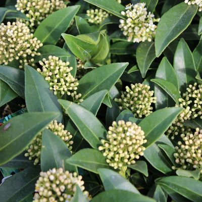 Skimmia japonica ‘Marlot’