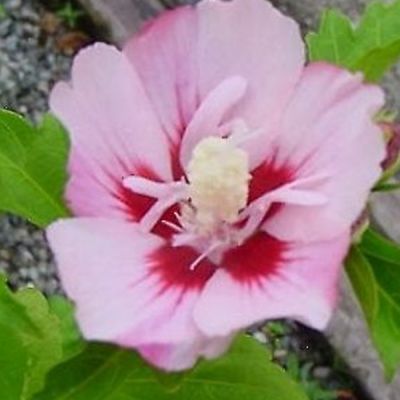 Hibiscus syriacus 'Hamabo' 