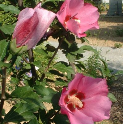 Hibiscus syriacus 'Pink Giant' 
