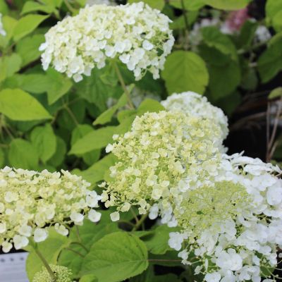 Hydrangea arborescens 'Strong Annabelle'® PW