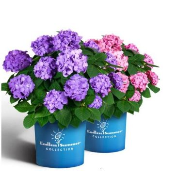 Hydrangea macrophylla 'Endless Summer Bloomstar Blue'®