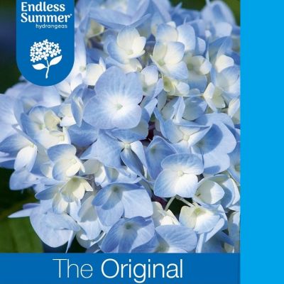 Hydrangea macrophylla 'Endless Summer The Original Blue'®