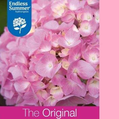 Hydrangea macrophylla 'Endless Summer The Original Pink'®