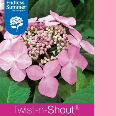 Hydrangea macrophylla 'Endless Summer® Twist and Shout'