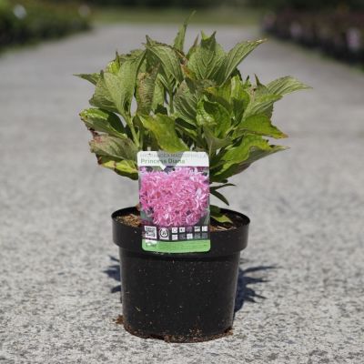 Hydrangea macrophylla 'Princess Diana'®