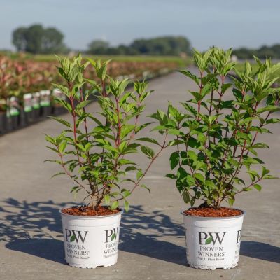 Hydrangea paniculata 'Pinkachu'® PW