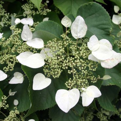 Hydrangea macrophylla 'Mariesii Grandiflora' 