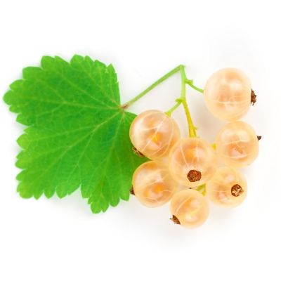 Ribes rubrum ‘Witte Parel’