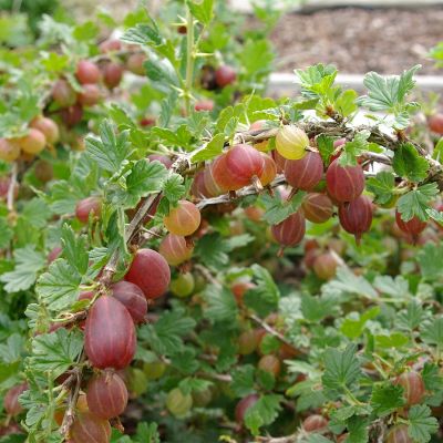 Ribes uva crispa 'Captivator'