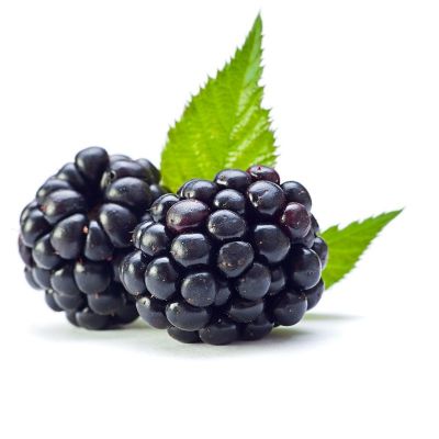 Rubus ‘Black Satin’