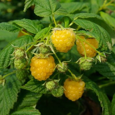 Rubus idaeus ‘Golden Everest’