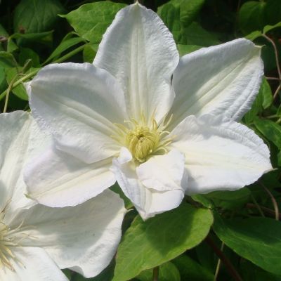 Clematis ‘Mevrouw Le Coultre'