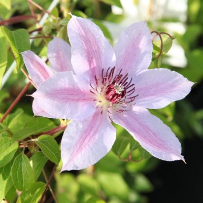 Clematis ‘Nelly Moser'