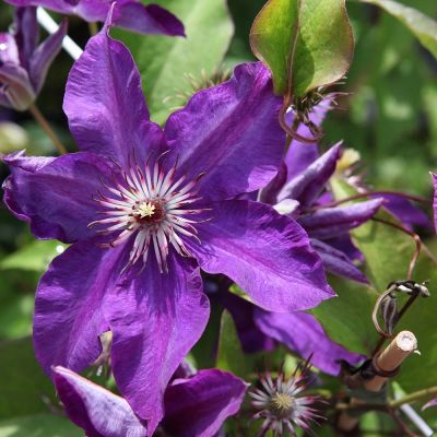 Clematis ‘The President' 
