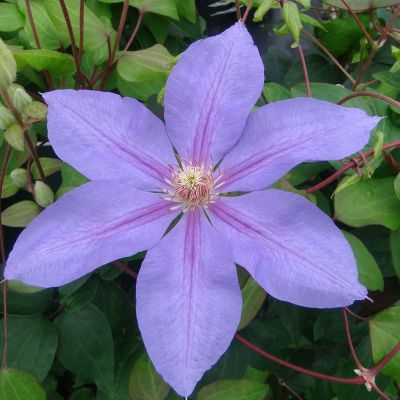 Clematis 'Lawsoniana'