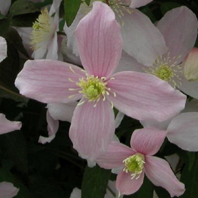Clematis montana ‘Fragrant Spring'