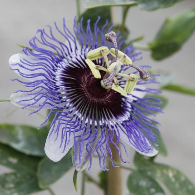 Passiflora ‘Purple Haze'