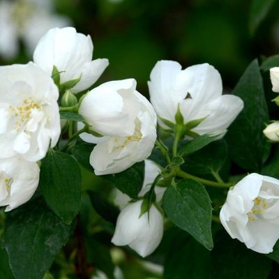 Philadelphus 'Bouquet blanc'