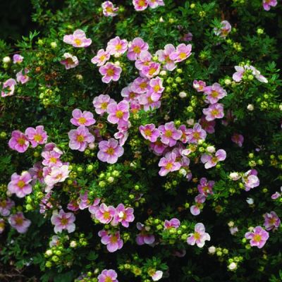 Potentilla fruticosa 'Lovely Pink'