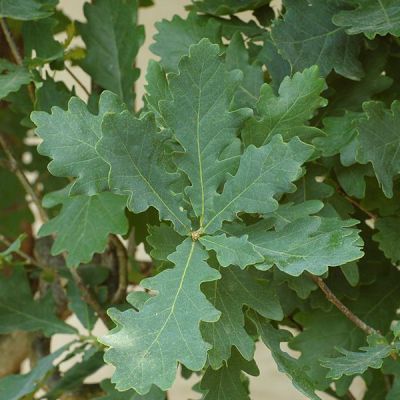 Quercus robur ‘Fastigiata'