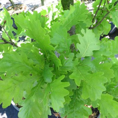 Quercus robur ‘Fastigiata Koster'