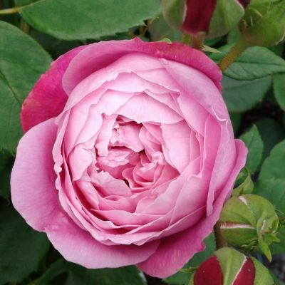 Rosa ''Queen Elizabeth''® 