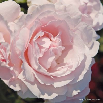 Rosa 'Constance Mozart'® 