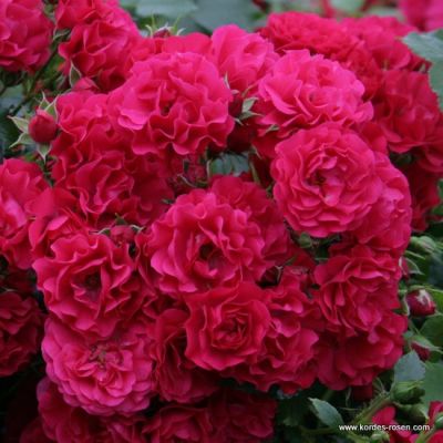 Rosa 'Gärtnerfreude'®