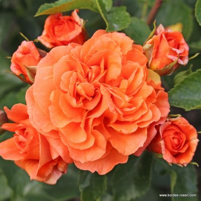 Rosa 'Orangerie'® 