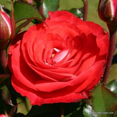 Rosa 'Planten un Blomen'® syn. 'Stad Nieuwpoort'® 