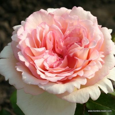 Rosa 'Souvenir de Baden-Baden'® 