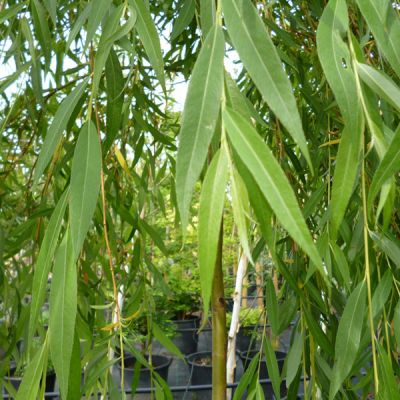 Salix sepulcralis ‘Chrysocoma’ (= Salix alba ‘Tristis’)