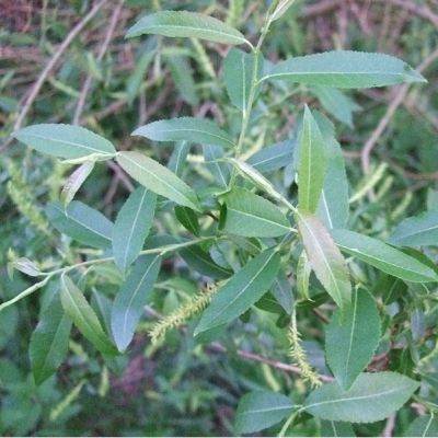 Salix triandra 25x
