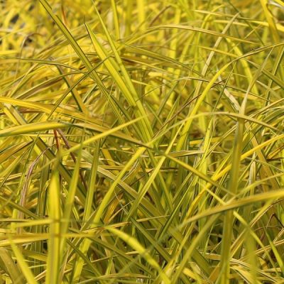 Carex elata ‘Aurea’