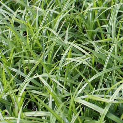 Carex morrowii ‘Irish Green’