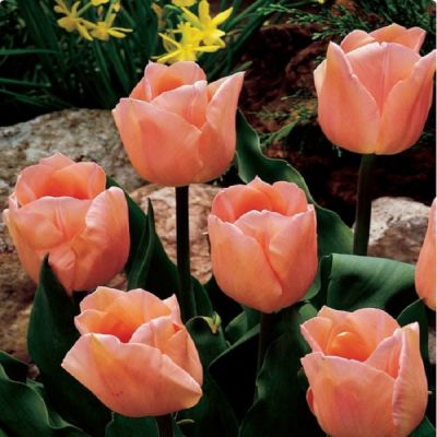 Tulpen 'Apricot Beauty' x50